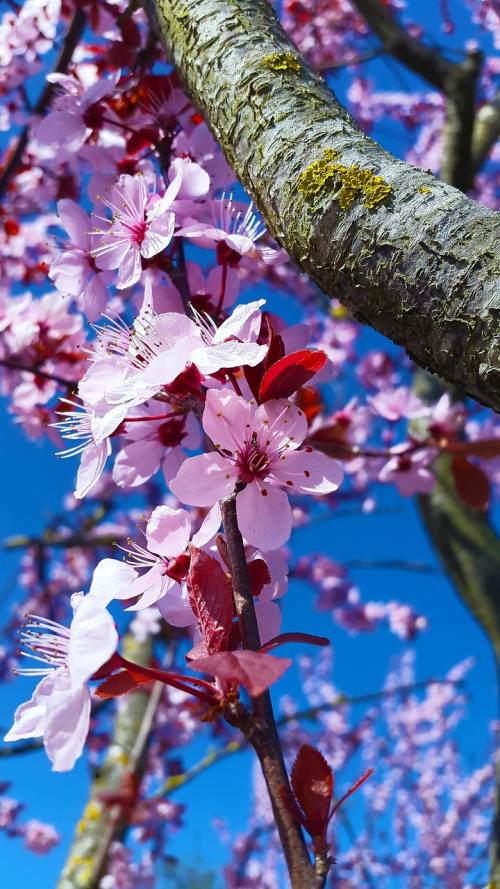 春天开粉色花的果树