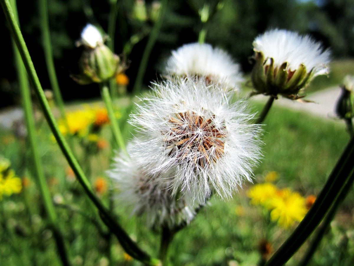 蒲公英、花免费图片