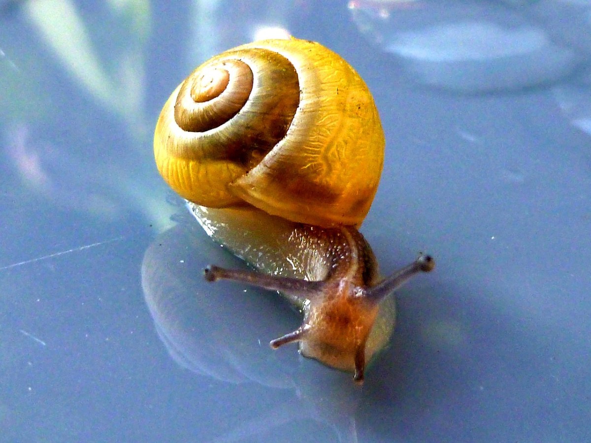 蜗牛,壳,软体动物