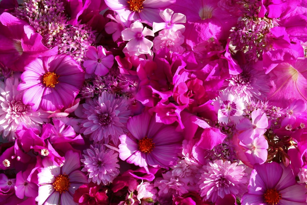 鲜花、粉红色、性质免费图片