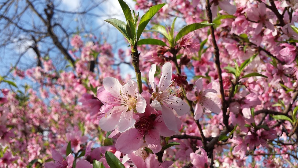 春天盛开的桃花免费图片