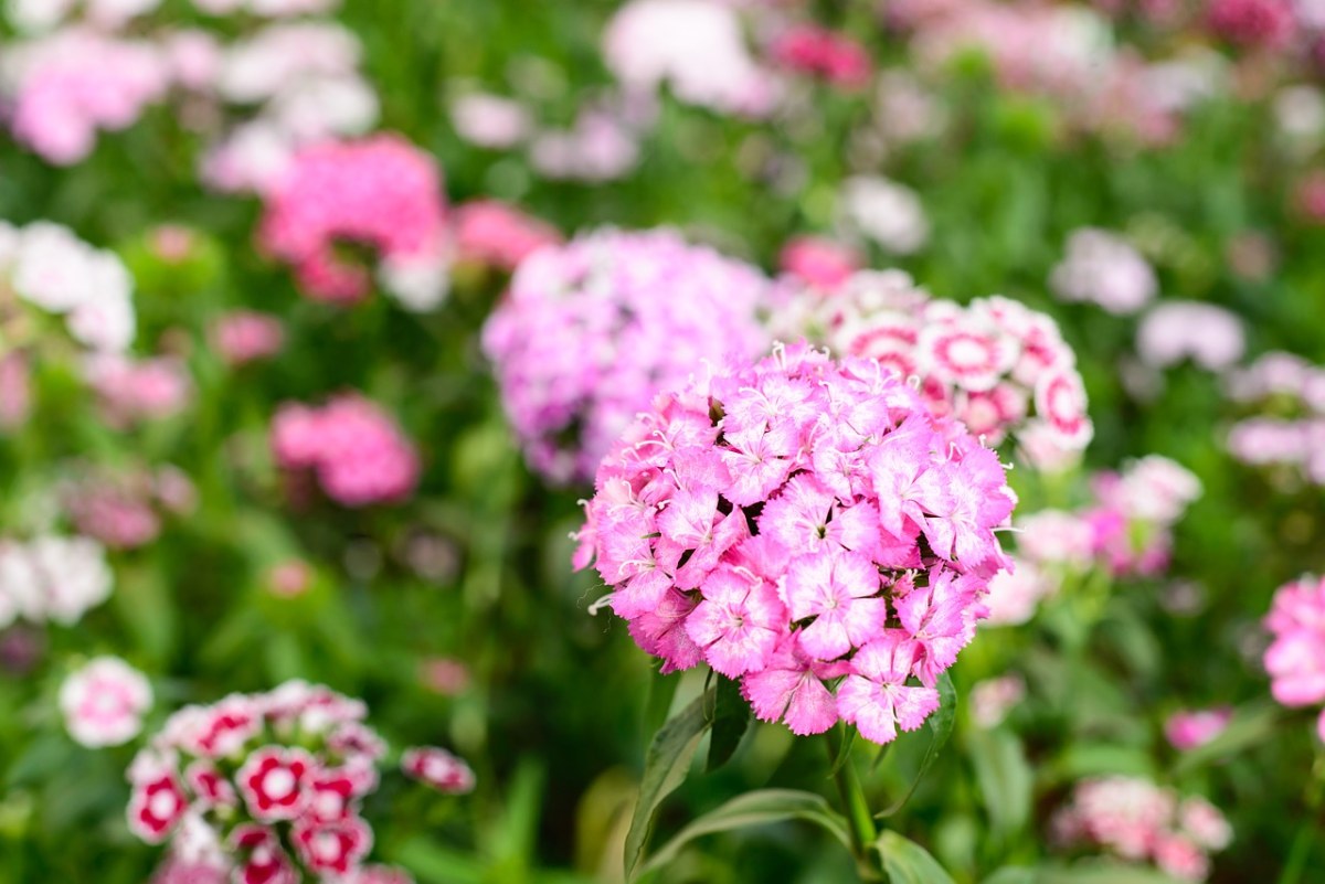 花、花园、粉红色的花免费图片