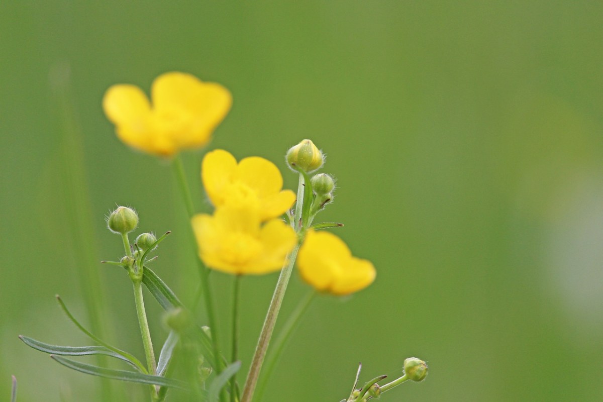 沼泽红假单胞菌,caltha,草地,性质