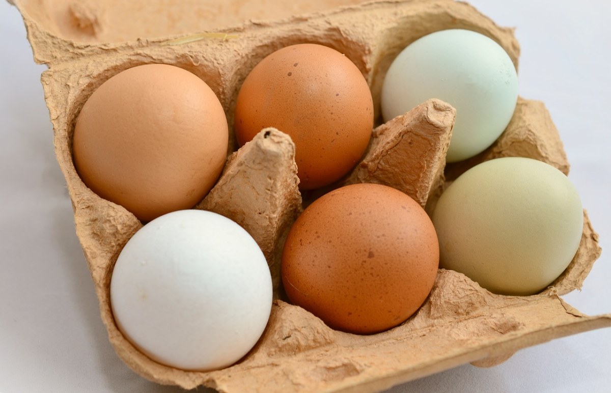 蛋、褐壳蛋、绿色休闲免费图片