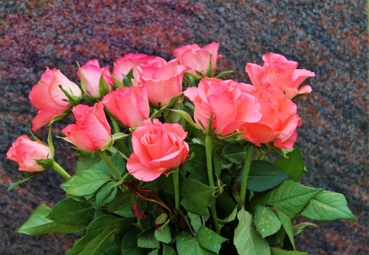 玫瑰、束玫瑰花、花束免费图片