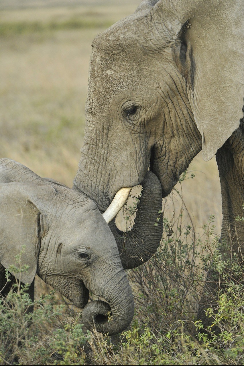 象、母亲、婴儿免费图片