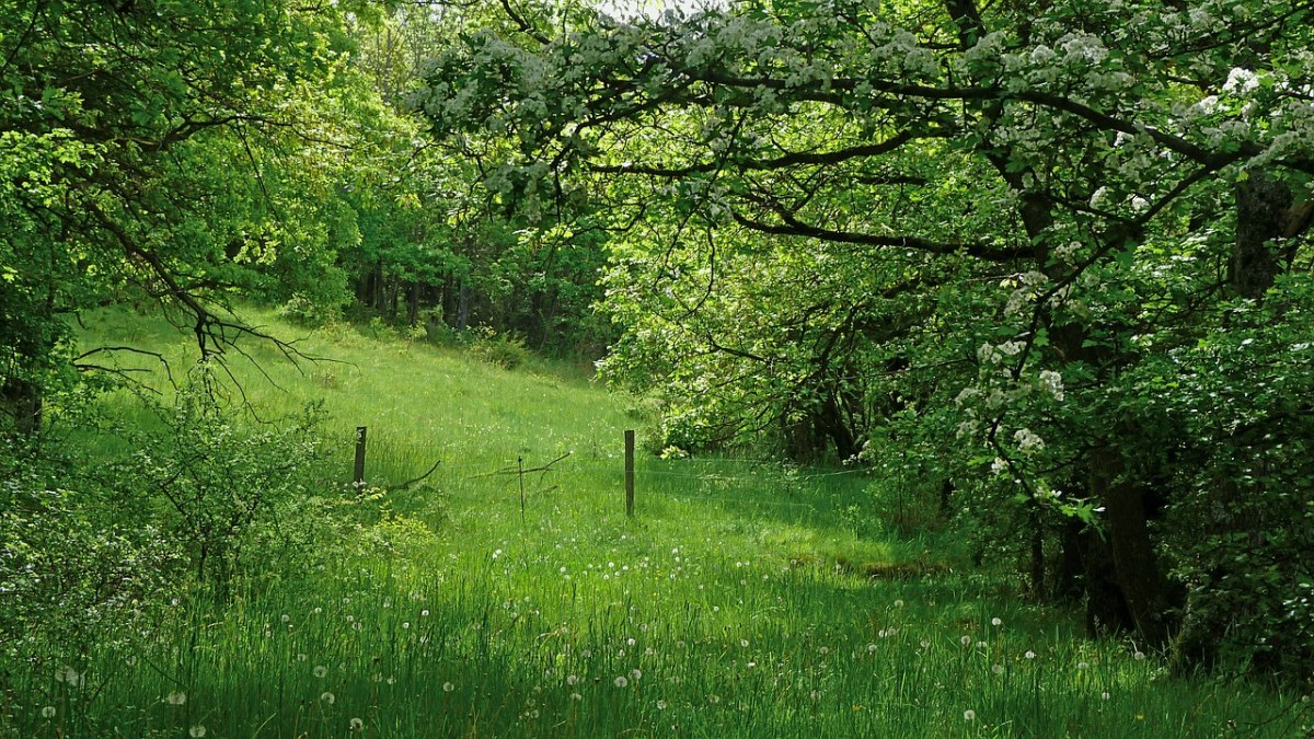 绿色春天的树与草地风景免费图片