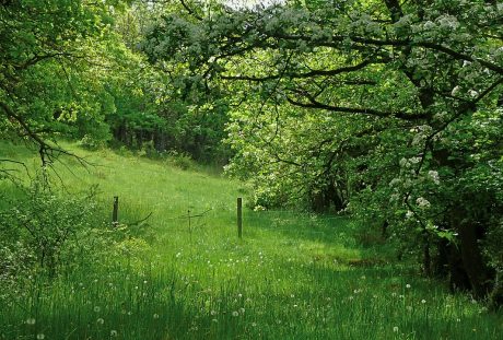 绿色春天的树与草地风景