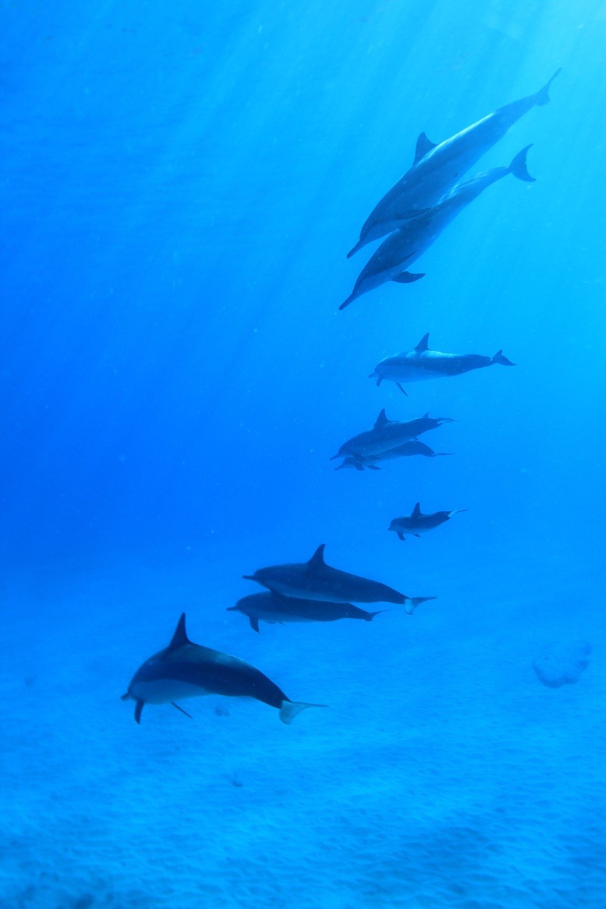 海豚、水下、水肺免费图片
