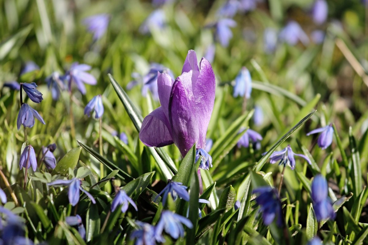 藏红花、春天、紫罗兰色免费图片