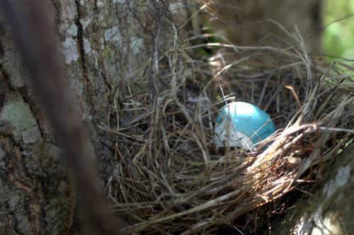 鸟窝里蓝色的鸟蛋