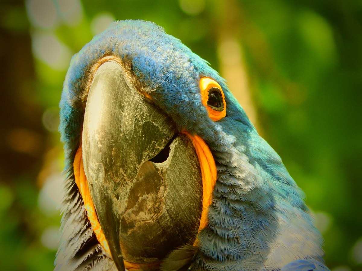 鹦鹉、蓝色、鸟免费图片