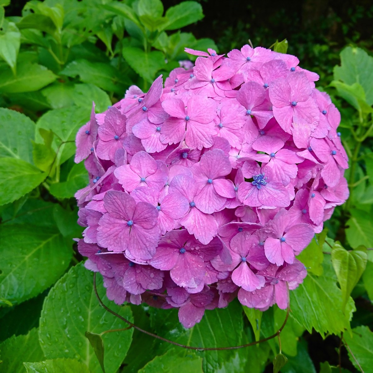 绣球花几月份开花(昆明绣球花几月份开花)