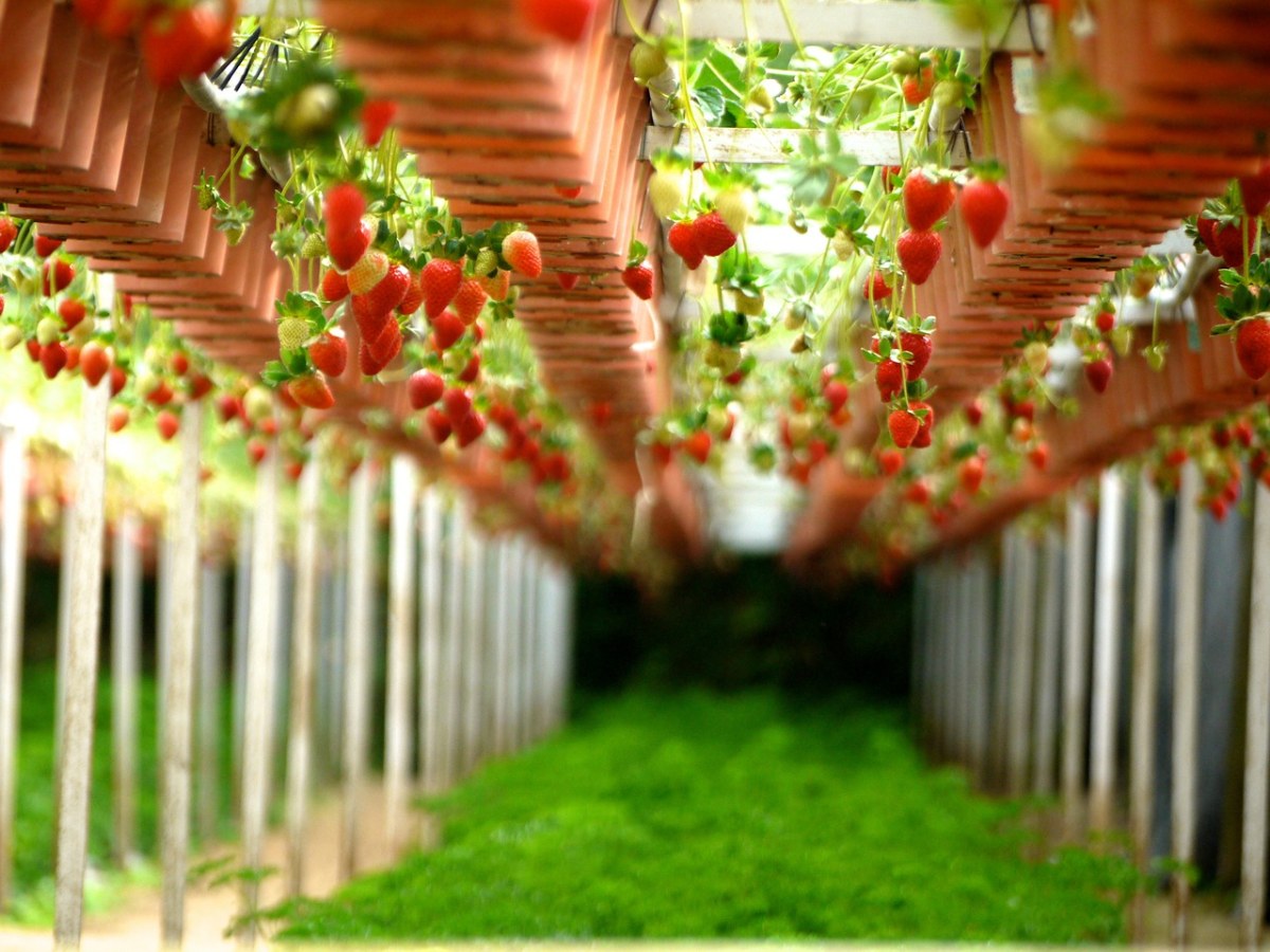 草莓、农场、花园免费图片