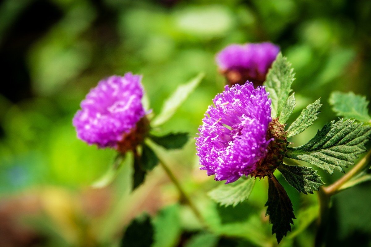 野生、紫、植物免费图片