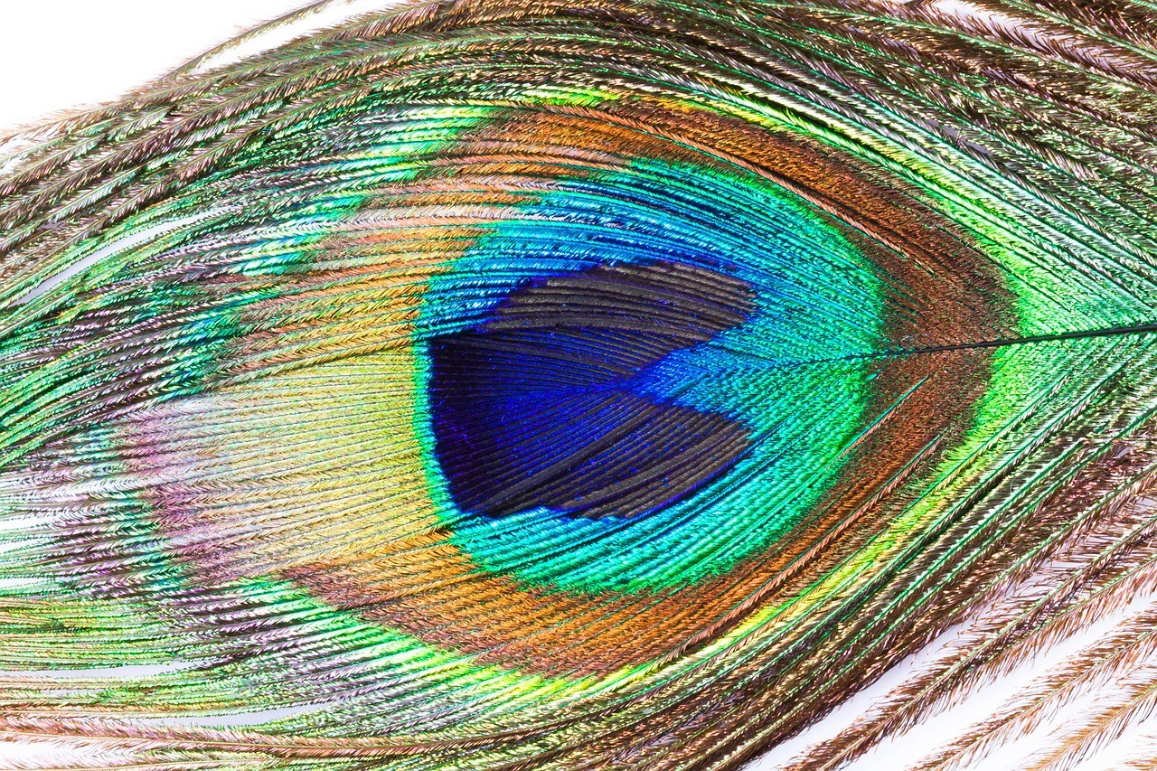 孔雀羽毛的结构分析图图片
