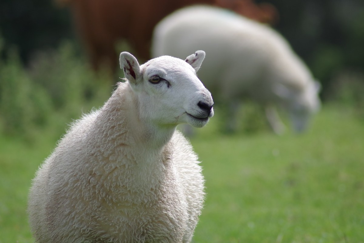 羊、母羊、羊毛免费图片