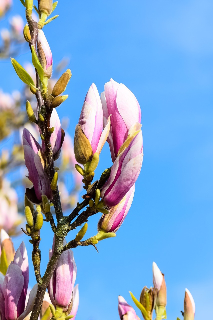 玉兰、春、树免费图片