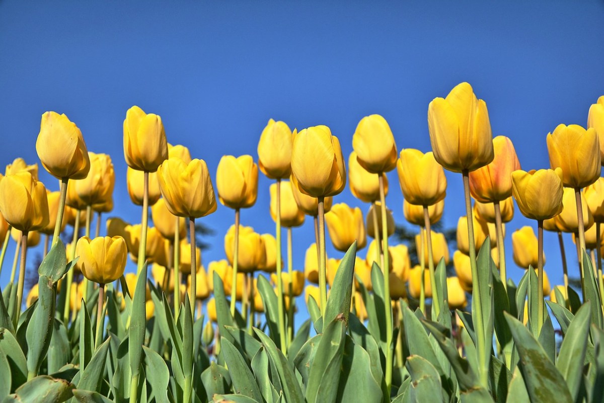 黄郁金香花朵免费图片