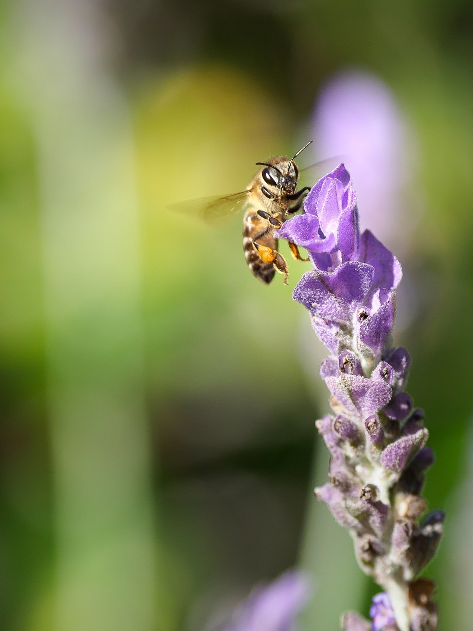 蜜蜂、花、昆虫免费图片