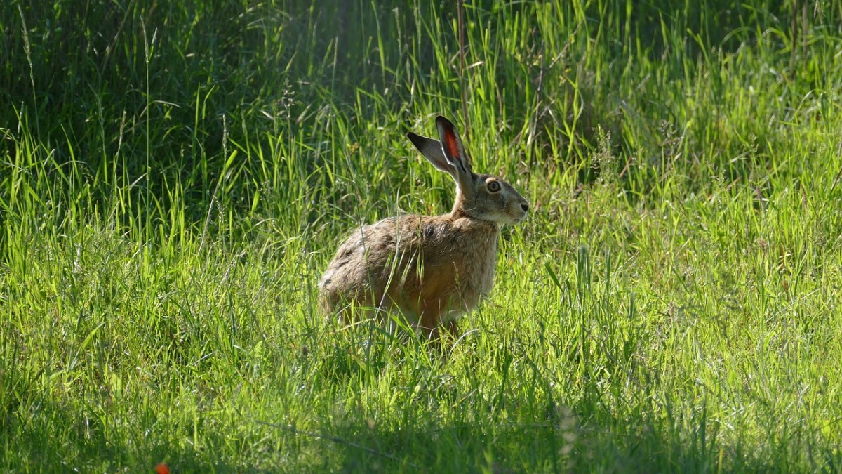 動物,野兔,野生