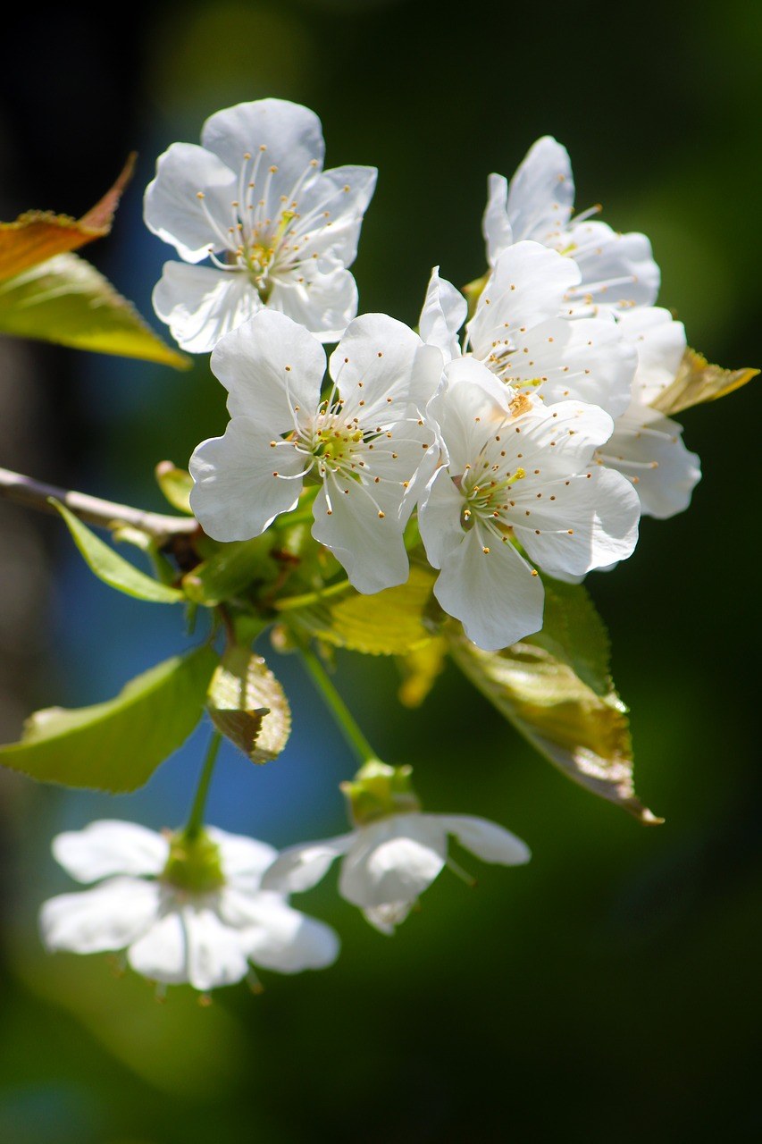 春天白色的樱桃花免费图片