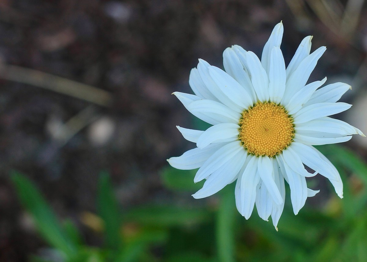 雏菊、白、盛开免费图片