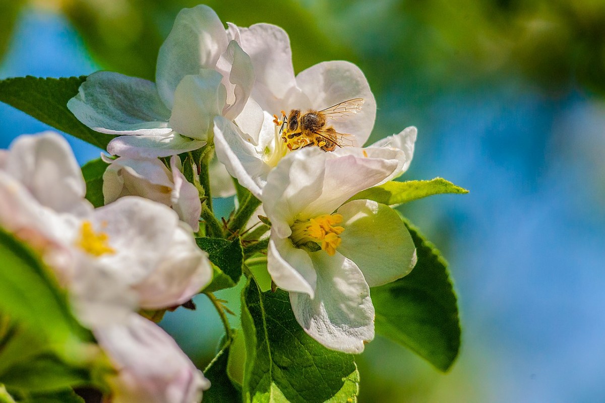 海棠花上的采花粉的蜜蜂免费图片