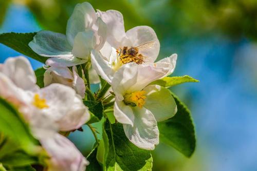 海棠花上的采花粉的蜜蜂