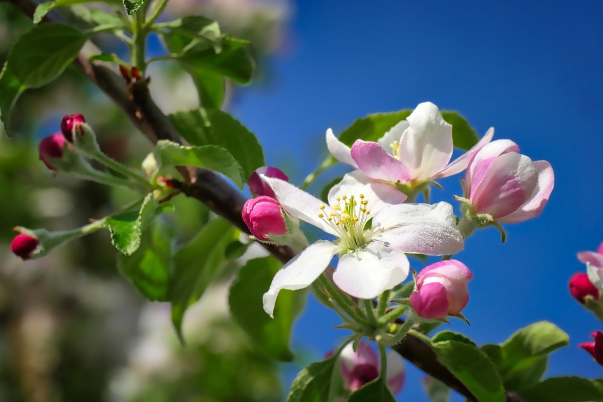春天的海棠花免费图片
