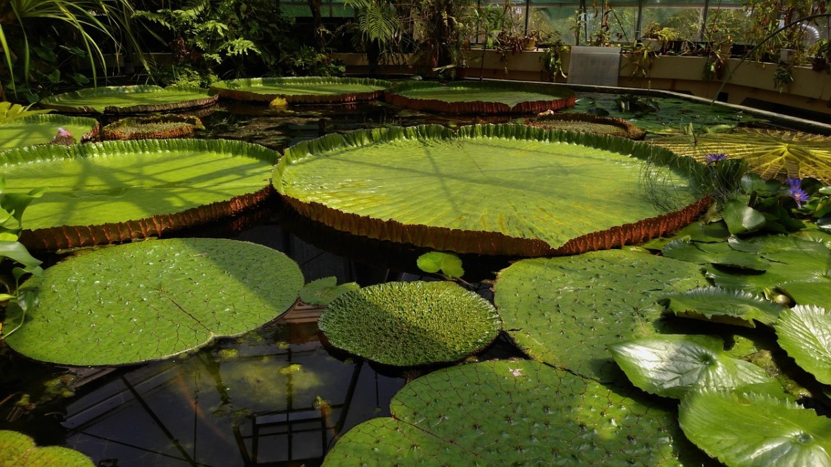 植物园、布达佩斯、浮免费图片