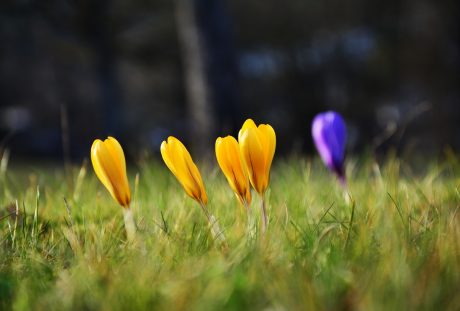 藏红花、黄番红花、早布卢默