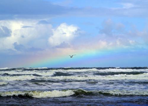 海、彩虹、海鸥