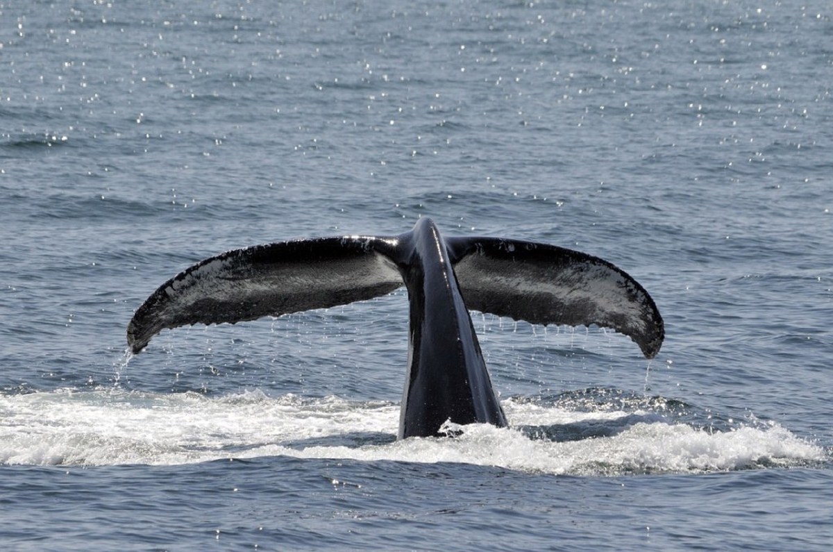 座头鲸、违反、尾巴免费图片