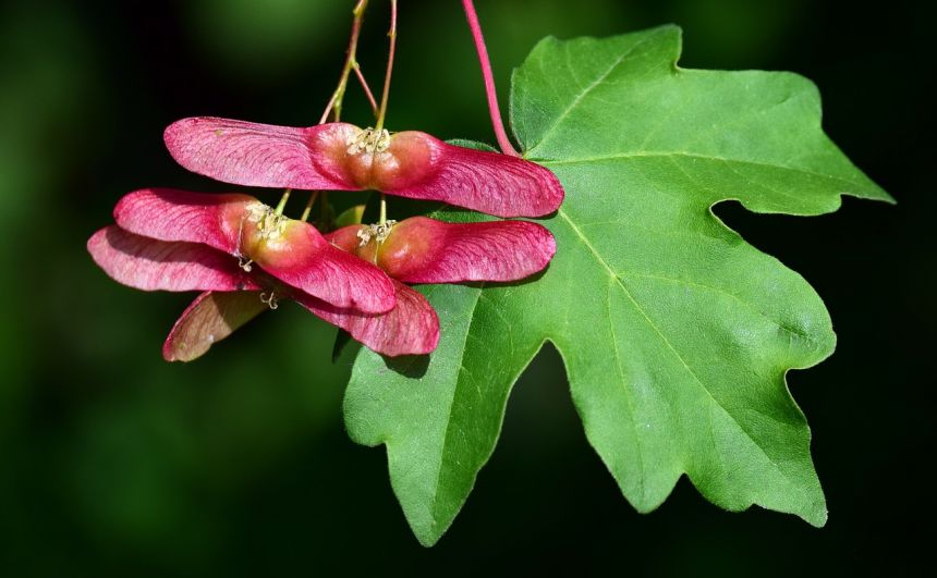 枫叶,开花,叶子