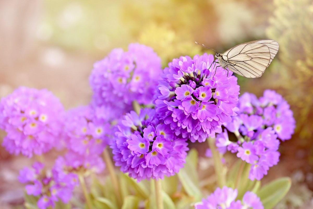 报春花上的蝴蝶免费图片