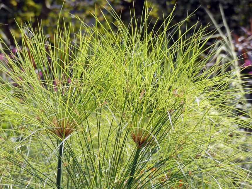 纸莎草cyperacyperaceae