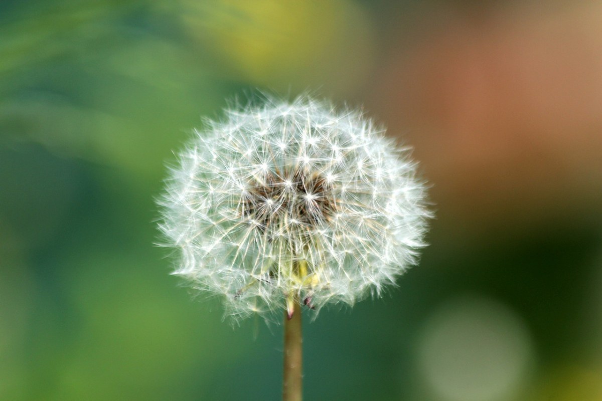 蒲公英、毛茸茸、植物免费图片