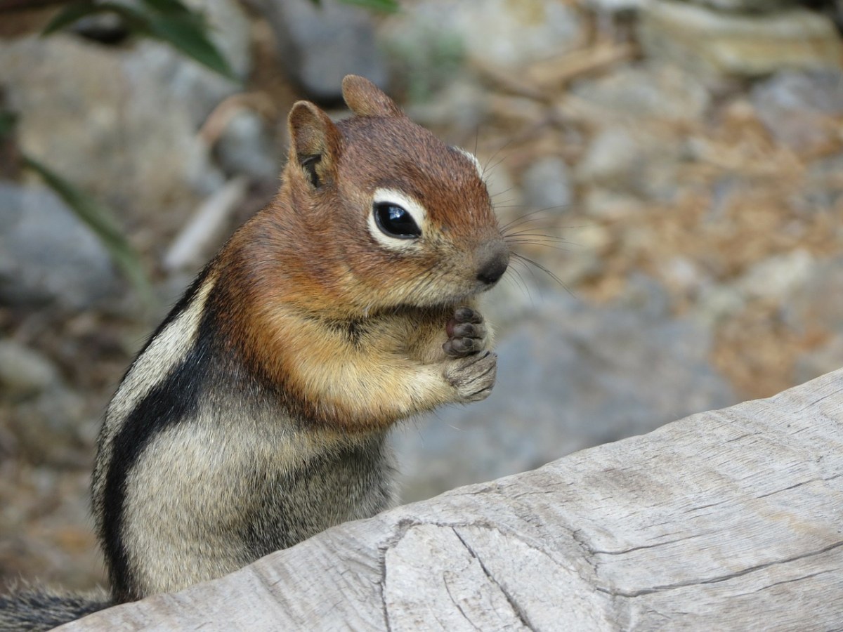 松鼠,金花,自然