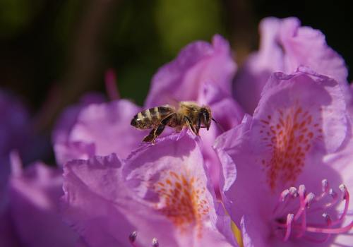 杜鹃花上的蜜蜂