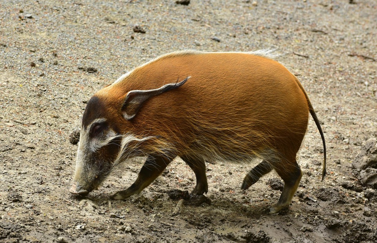 一只野猪免费图片