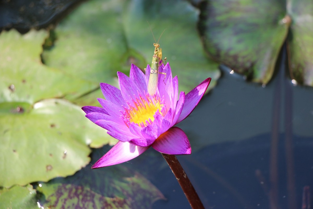 花、莲花、性质免费图片