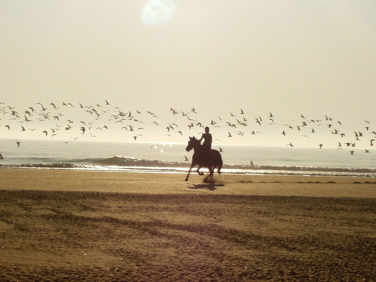 骑、马、海滩免费图片