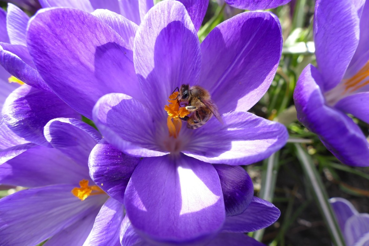 藏红花花蕊上的蜜蜂采花粉免费图片