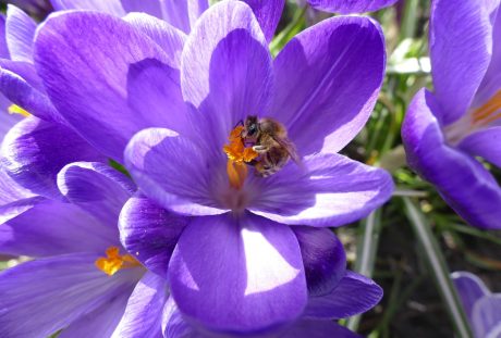 藏红花花蕊上的蜜蜂采花粉