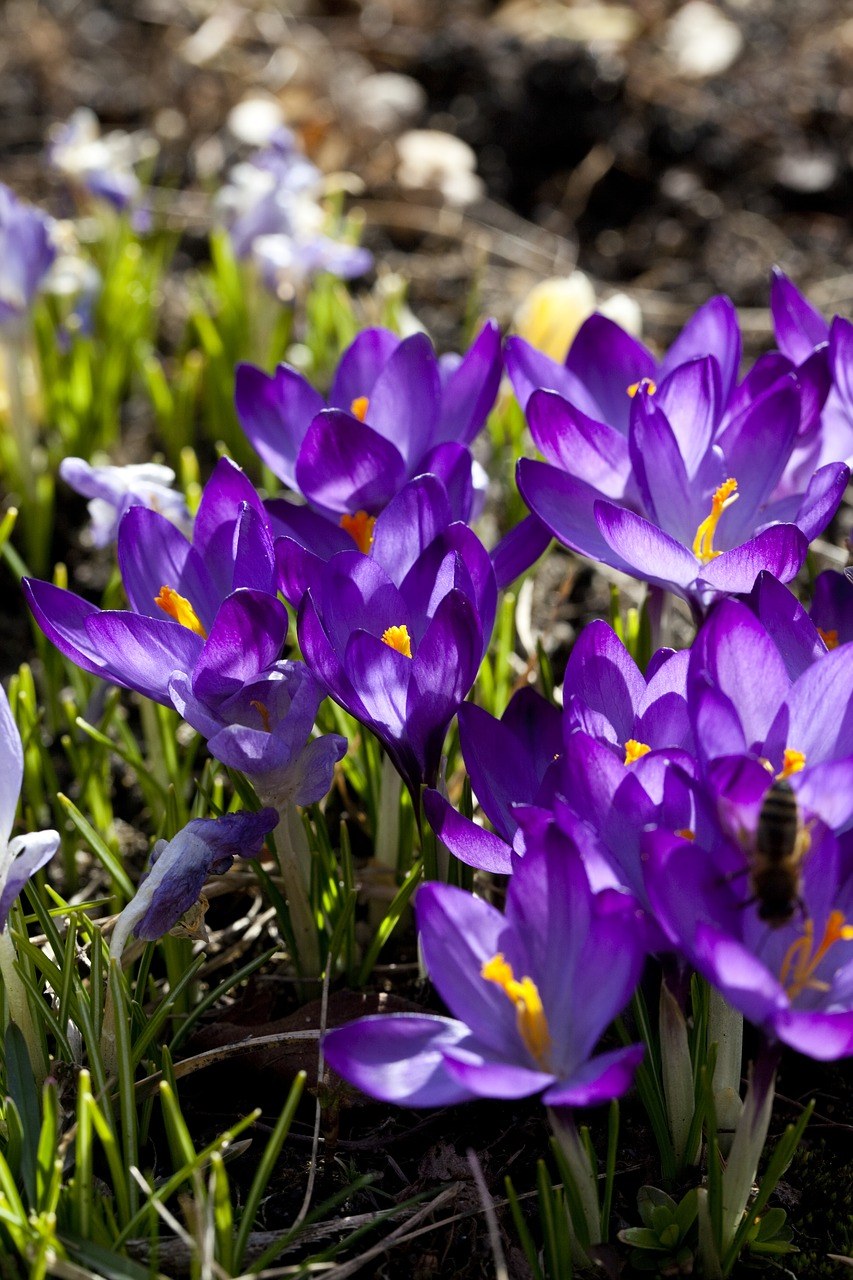 Krokus、紫、花免费图片