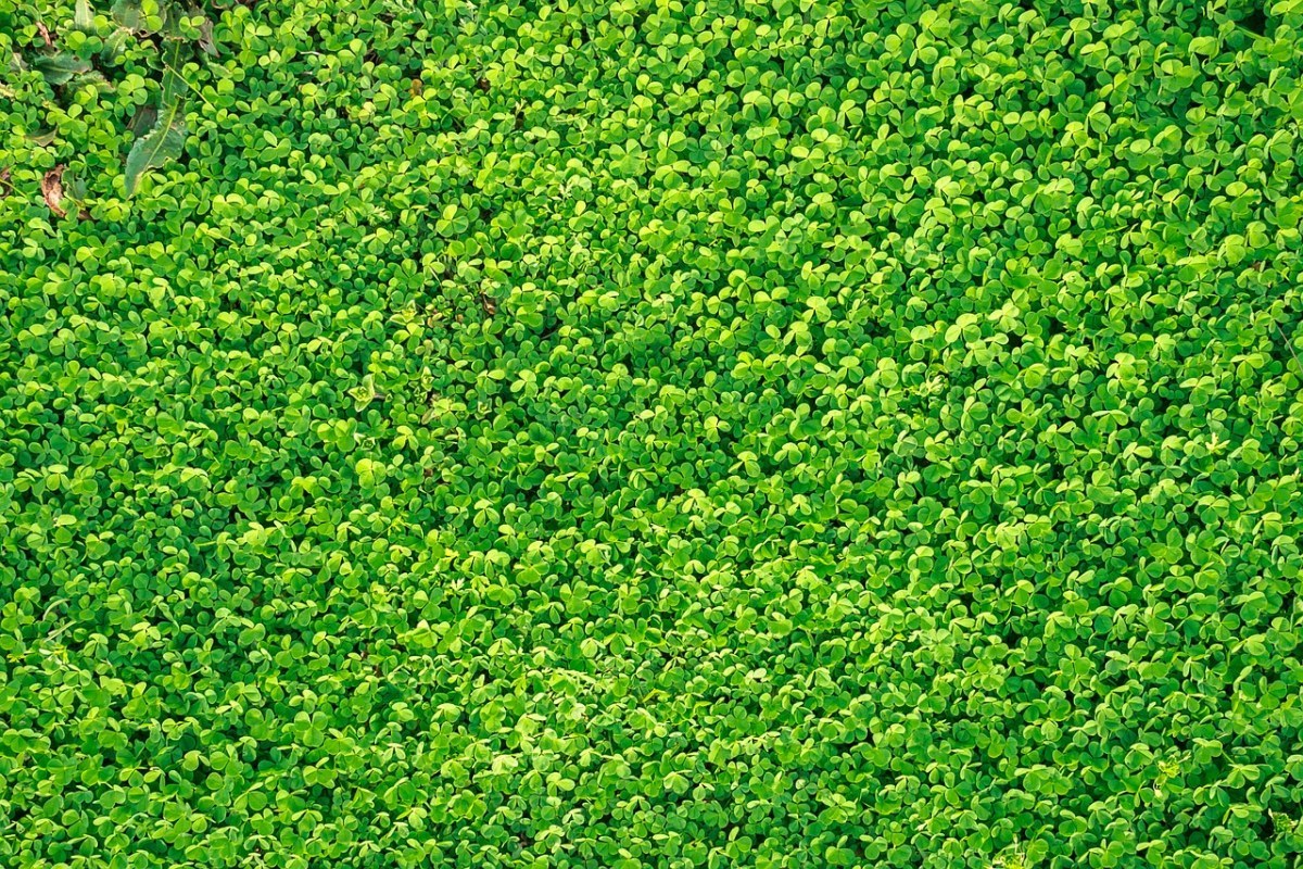 三叶草绿色背景图免费图片