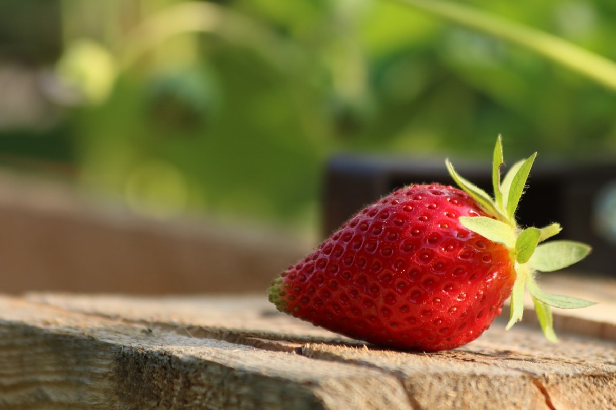 草莓、成熟、水果免费图片