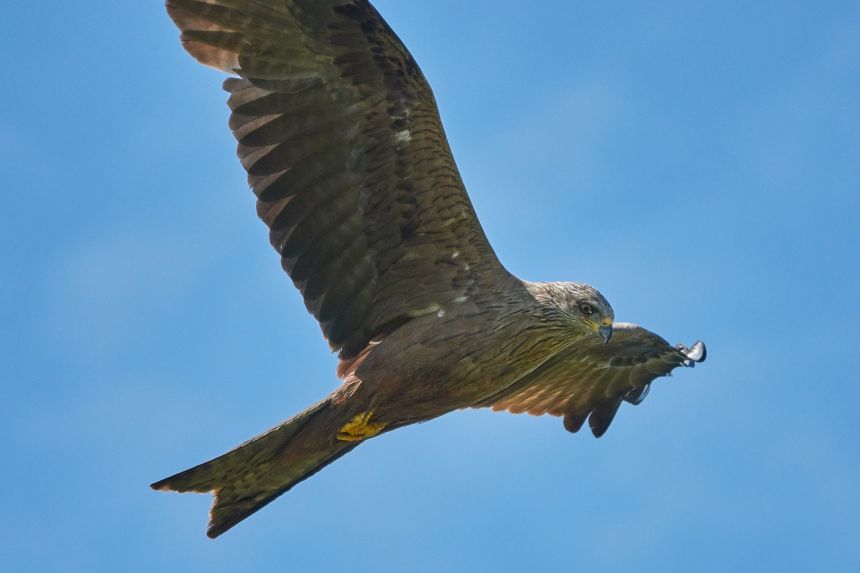 米兰,鸷鸟,天空