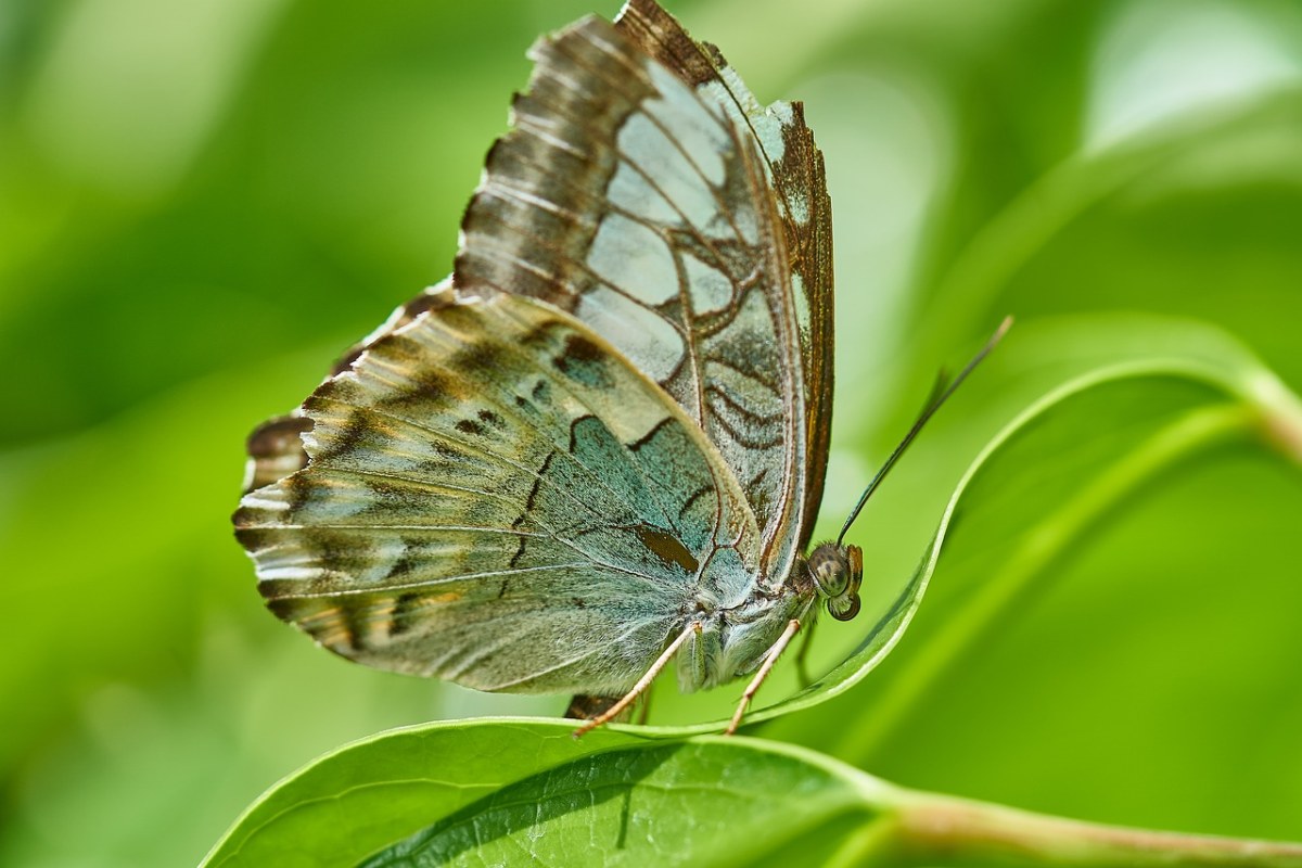蝴蝶与绿叶图片免费图片